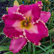 Spacecoast Queen of Diamonds Daylily